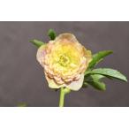 ショッピングクリスマスローズ クリスマスローズ開花株 DDアフロディーテプリマヴェーラ 456 現品限り