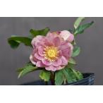 ショッピングクリスマスローズ クリスマスローズ開花株 DDプリマヴェーラゴールド 462 現品限り