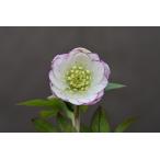 ショッピングクリスマスローズ クリスマスローズ開花株 DDレッドエンジェル 479 現品限り