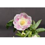 クリスマスローズ開花株 DDプリマヴェーラホワイトゴールド 487 現品限り