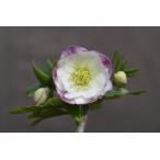 クリスマスローズ開花株 DDレッドエンジェル 540 現品限り