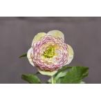 クリスマスローズ開花株 DDアフロディーテ 543 現品限り