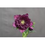 クリスマスローズ開花株 DDアンティークアフロディーテ 545 現品限り