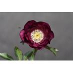 クリスマスローズ開花株 DDグロッシー紅白 549 現品限り