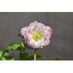 クリスマスローズ開花株 DDアフロディーテグラデーション 552 現品限り