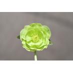 クリスマスローズ開花株 DDグリーンホワイトピコティ 556 現品限り