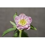 クリスマスローズ開花株 DD多弁咲きリトルプリマヴェーラ 557 現品限り