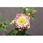 クリスマスローズ開花株 DD裏絞り咲きアフロディーテ 559 現品限り