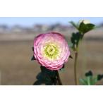 クリスマスローズ開花株 DDリトルアフロディーテ 562 現品限り