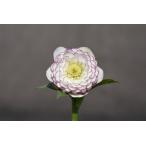 クリスマスローズ開花株 DDリトルアフロディーテ 560 現品限り