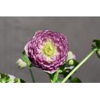 クリスマスローズ開花株 DDアフロディーテグラデーション 564 現品限り