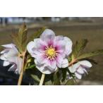 クリスマスローズ開花株 DDプリマヴェーラホワイトゴールド 576 現品限り