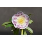 クリスマスローズ開花株 DDプリマヴェーラホワイトゴールド 600 現品限り