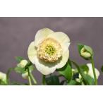 �N���X�}�X���[�Y�J�Ԋ� SD�C�G���[���[���[ 621 ���i����