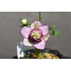 �N���X�}�X���[�Y�J�Ԋ� SD���[���[�O���f�[�V���� 623 ���i����