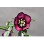 クリスマスローズ開花株 SDグロッシーカラー☆グロスバーガンディ 643 現品限り