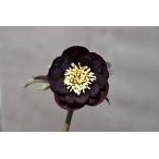 クリスマスローズ開花株 DDグロッシーカラー☆カラス葉グロスチョコレート 674 現品限り