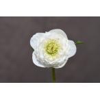 クリスマスローズ開花株 DDホワイトアフロディーテ 704 現品限り
