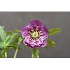 クリスマスローズ開花株 DDレッドグラデーション 705 現品限り