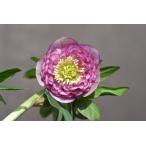 クリスマスローズ開花株 DDアンティークアフロディーテ 706 現品限り