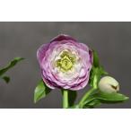 クリスマスローズ開花株 DDアフロディーテプリマヴェーラ 713 現品限り