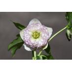 クリスマスローズ開花株 訳ありDDホワイトアフロディーテ 714 現品限り