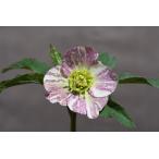 クリスマスローズ開花株 SSくっきり絞り咲き 722 現品限り