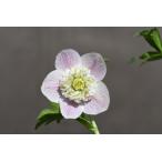 クリスマスローズ開花株 SDリバーシブルグラデーションモーリー 725 現品限り