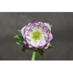 クリスマスローズ開花株 DDプリマヴェーラ 728 現品限り