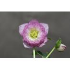 クリスマスローズ開花株 DDアフロディーテグラデーション 730 現品限り