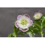 クリスマスローズ開花株 DDアフロディーテグラデーションレッドエンジェル系 732 現品限り