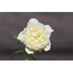 クリスマスローズ開花株 訳ありDDアフロディーテゴールド 738 現品限り