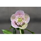 クリスマスローズ開花株 SDモーリーリバーシブルミスト 739 現品限り