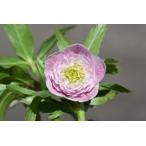 クリスマスローズ開花株 DDアフロディーテグラデーション 750 現品限り