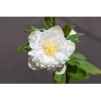 クリスマスローズ開花株 DDアフロディーテゴールド 754 現品限り