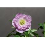 クリスマスローズ開花株 DDアフロディーテグラデーション 757 現品限り