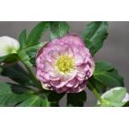 クリスマスローズ開花株 DDアフロディーテグラデーション 784 現品限り