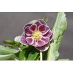 クリスマスローズ開花株 DDホワイトゴールドブロッチ 786 現品限り