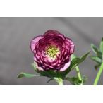 クリスマスローズ開花株 DDグロッシー☆多弁レッドバイカラー 794 現品限り