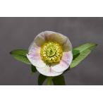 クリスマスローズ開花株 SDプリマヴェーラ 803 現品限り