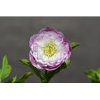 ショッピングクリスマスローズ クリスマスローズ開花株 DDアフロディーテグラデーション 806 現品限り