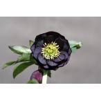 ショッピングクリスマスローズ クリスマスローズ開花株 DDダークレッド 807 現品限り