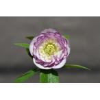 ショッピングクリスマスローズ クリスマスローズ開花株 DD多弁咲き系カップ咲きホワイトピコティ 809 現品限り