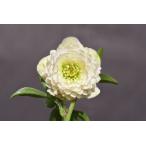 ショッピングクリスマスローズ クリスマスローズ開花株 DDアフロディーテ 813 現品限り