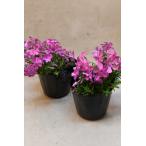  газонная трава Sakura розовый серия 3.5 номер pot 2 шт. комплект 