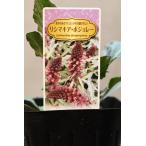 リシマキアアトロパープレアボジョレ...