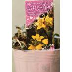 リシマキアミッドナイトサン3号ポット