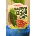  jumbo зеленый перец .... энергия собственный корень рассада овощи рассада огород 