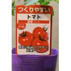 トマト麗夏自根苗野菜苗家庭菜園