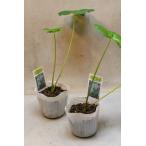 アシタバ苗2個セット野菜苗ガーデニング